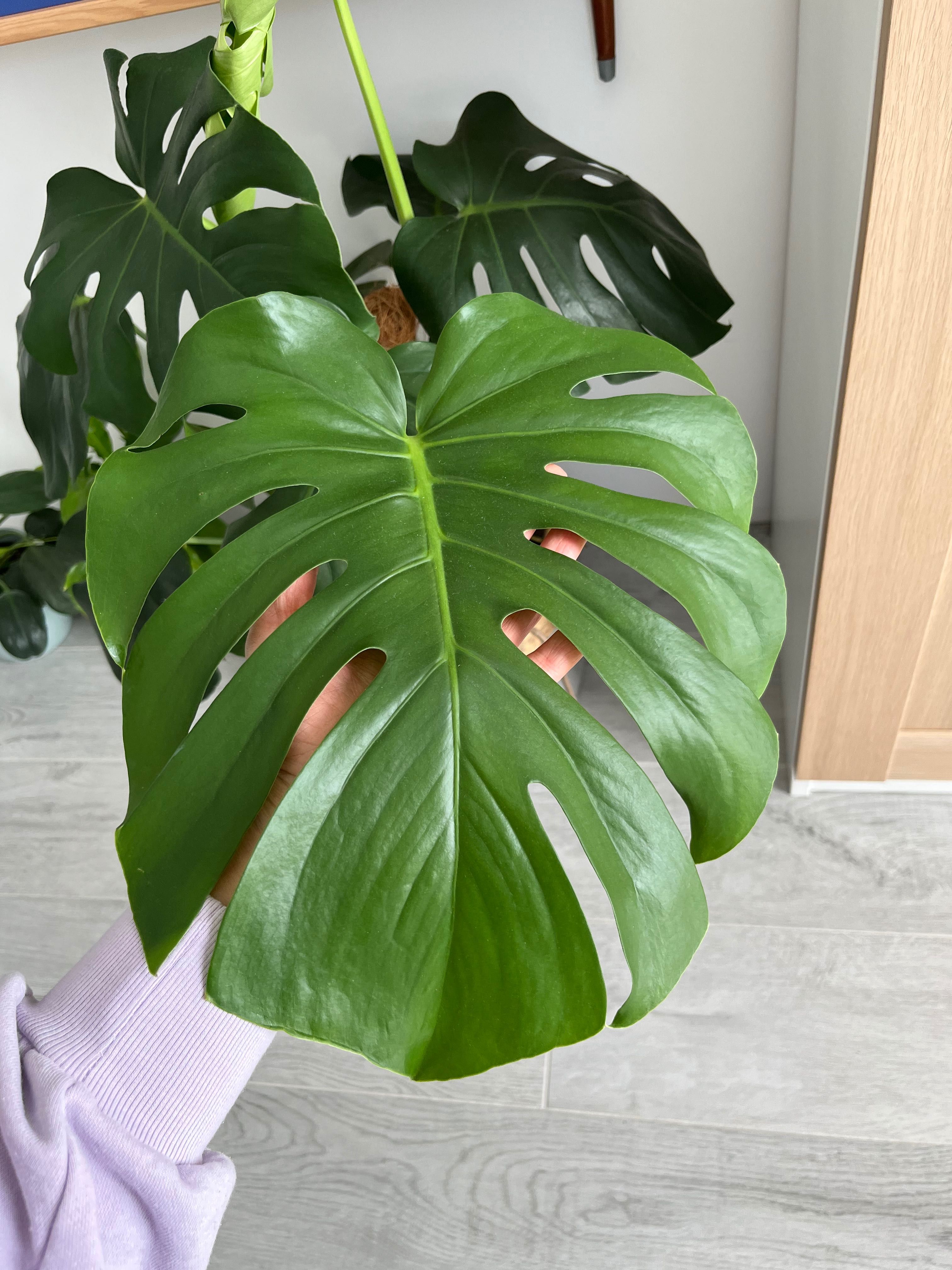 Monstera dziurawa Deliciosa