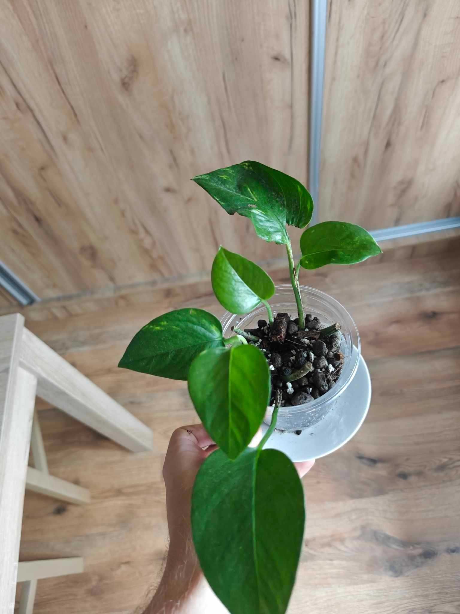 Epipremnum Aureum zestaw 3 sztuk