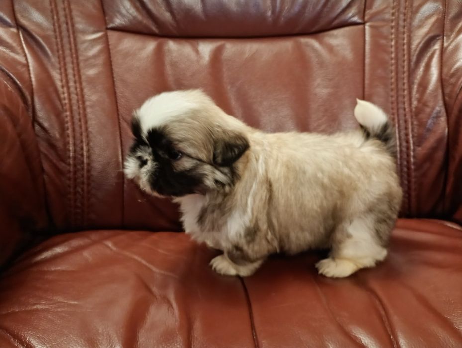 Shih tzu piesek z rodowodem