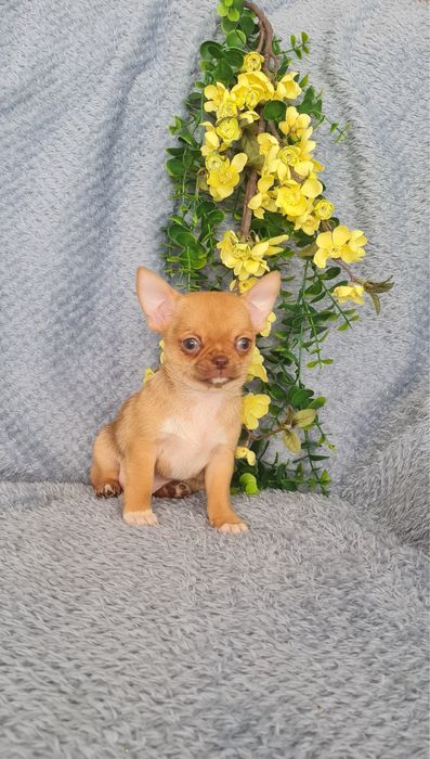 Excelente mini mini choco fawn Chihuahua/Chiuaua de Qualidade