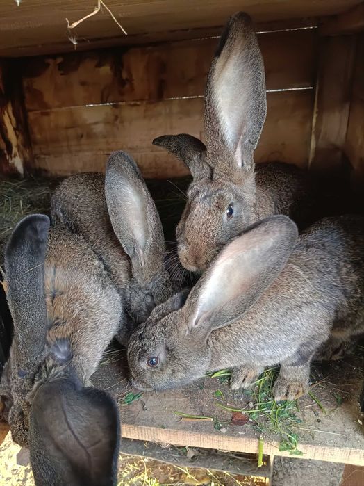 Króliki belgijskie samce i samice młode 3 miesięczne
