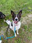 Młody Aks mix border collie do adopcji!
