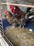 Galinha a por ovos com o galo da mesma raca