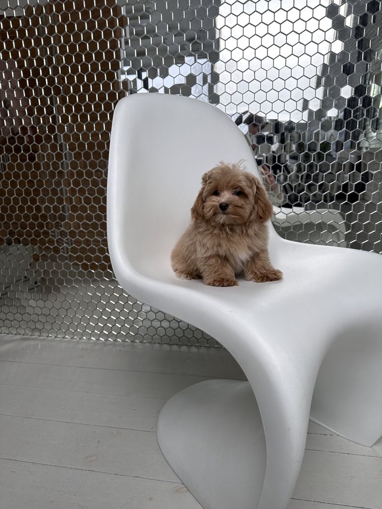 Maltipoo Premium