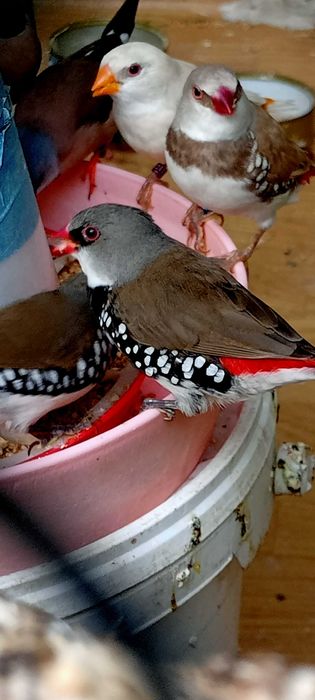 Amadyny diamentowe. Para.