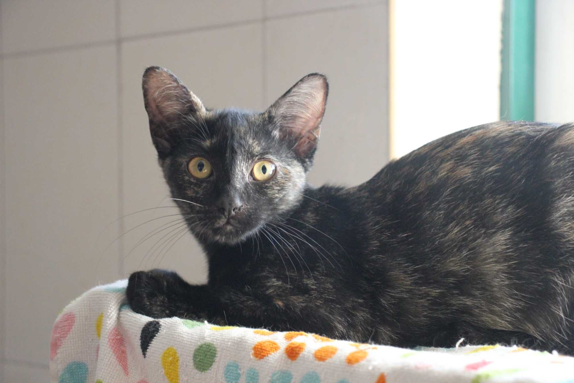 ESTERILIZADA | Gatinha disponível para adoção muito responsável