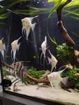 Dantum,altum albinos,skalar altum