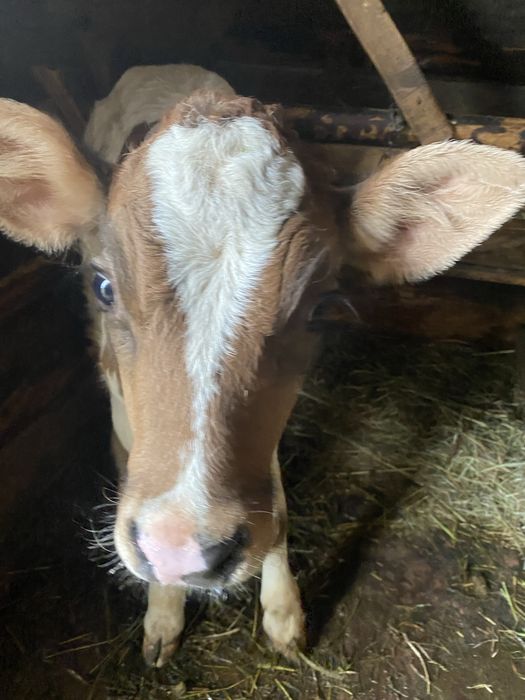 Продам на триманя теличку 4тижні