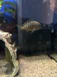 Tropheus  ubwari green i ikola