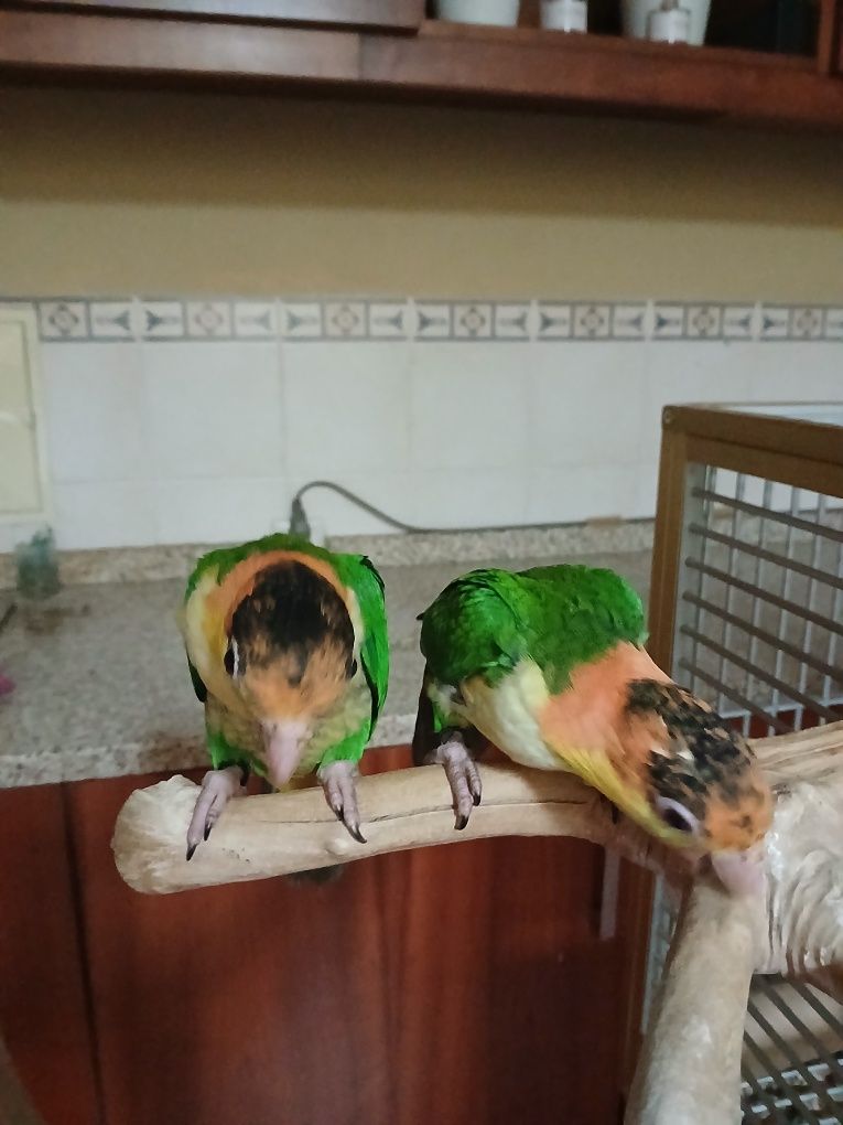 Casal de Pionites leucogaster leucogaster