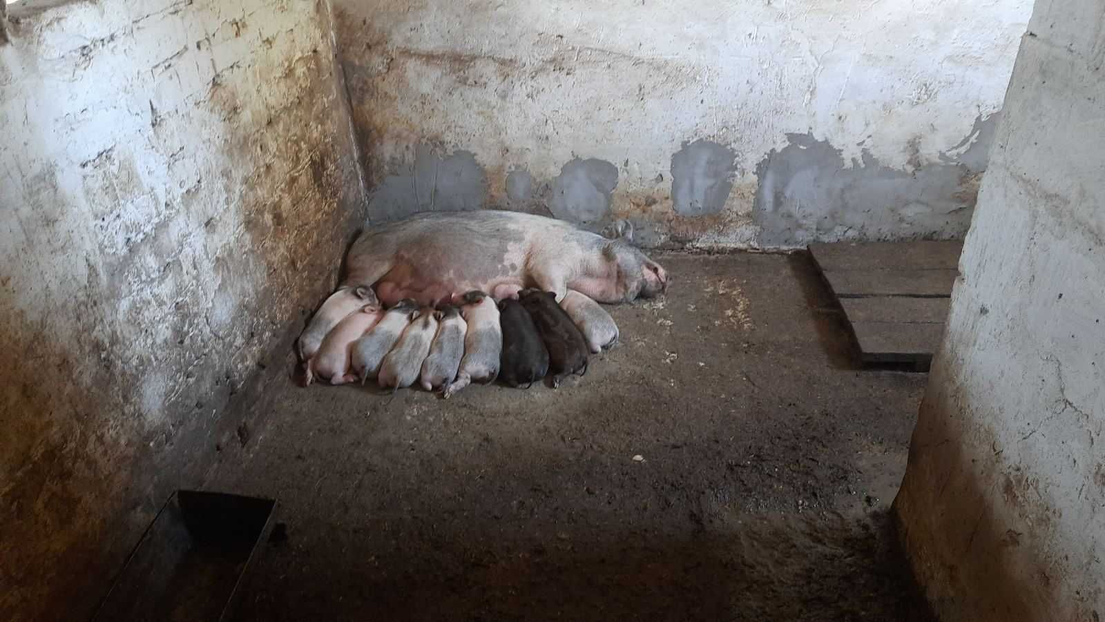 В'єтнамські поросята,  свині