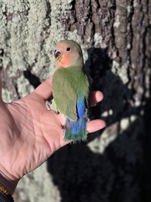 Agapornis Domesticados
