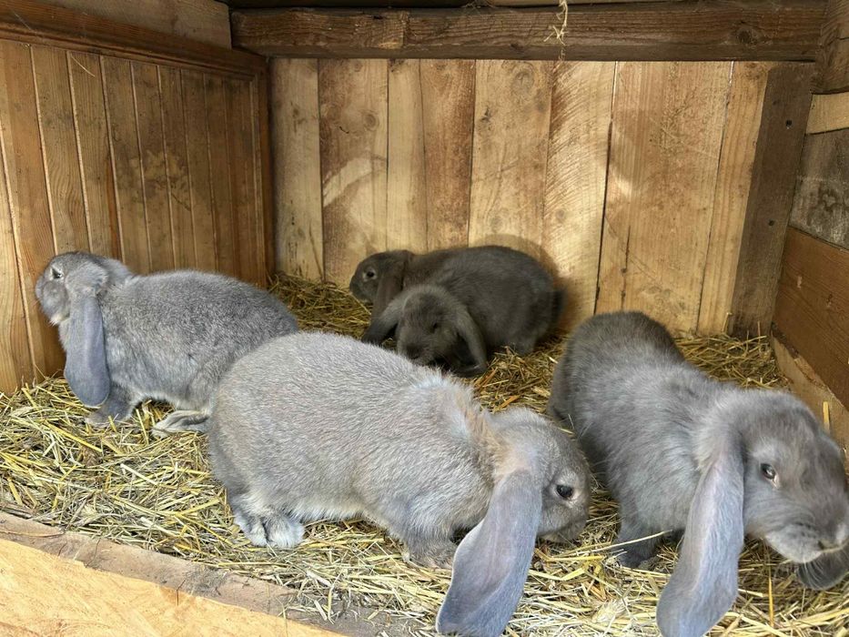 Kroliki młode barany francuskie