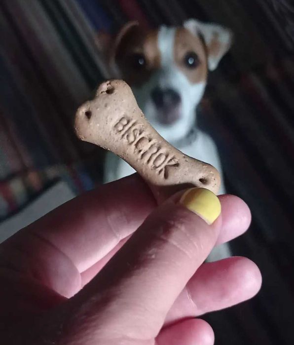 Хлопець Джек Рассел шукає дівчину для серйозних стосунків