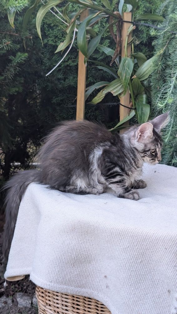 ZOJA kotka Maine Coon. Zapraszamy
