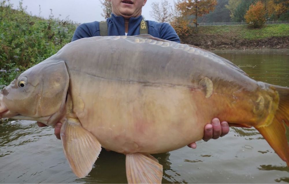 Karp na łowisko 6-11 kg KARPIE