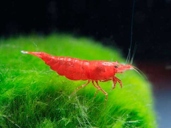 Krewetka SAKURA RED - Neocaridina - Caridina - dowóz, wysyłka