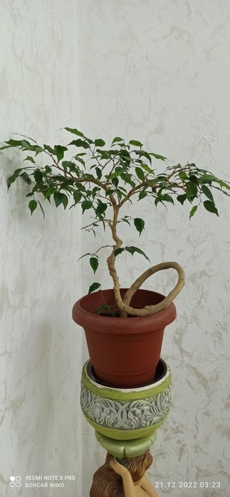 Продам бонсай - фикус вариегатный , крученный ствол, возраст 7 лет