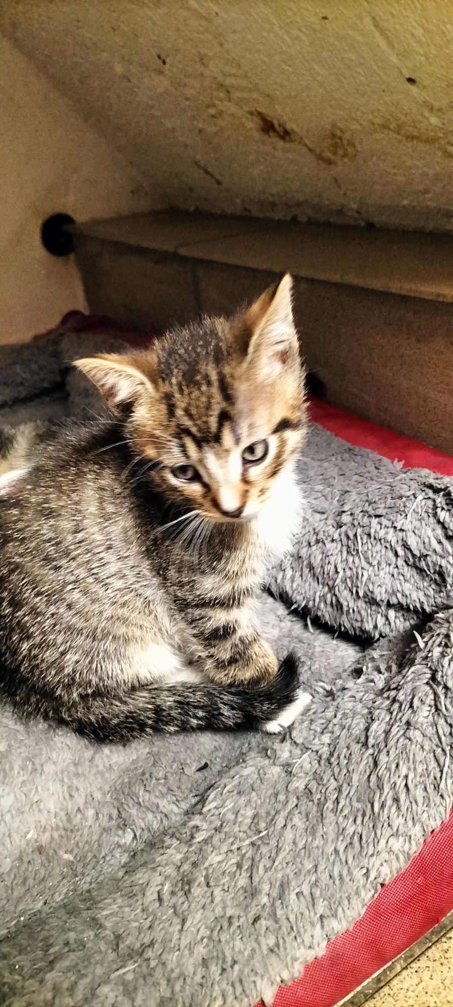 Mały kotek do adopcji