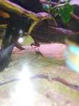 Corydoras bronze e albinas