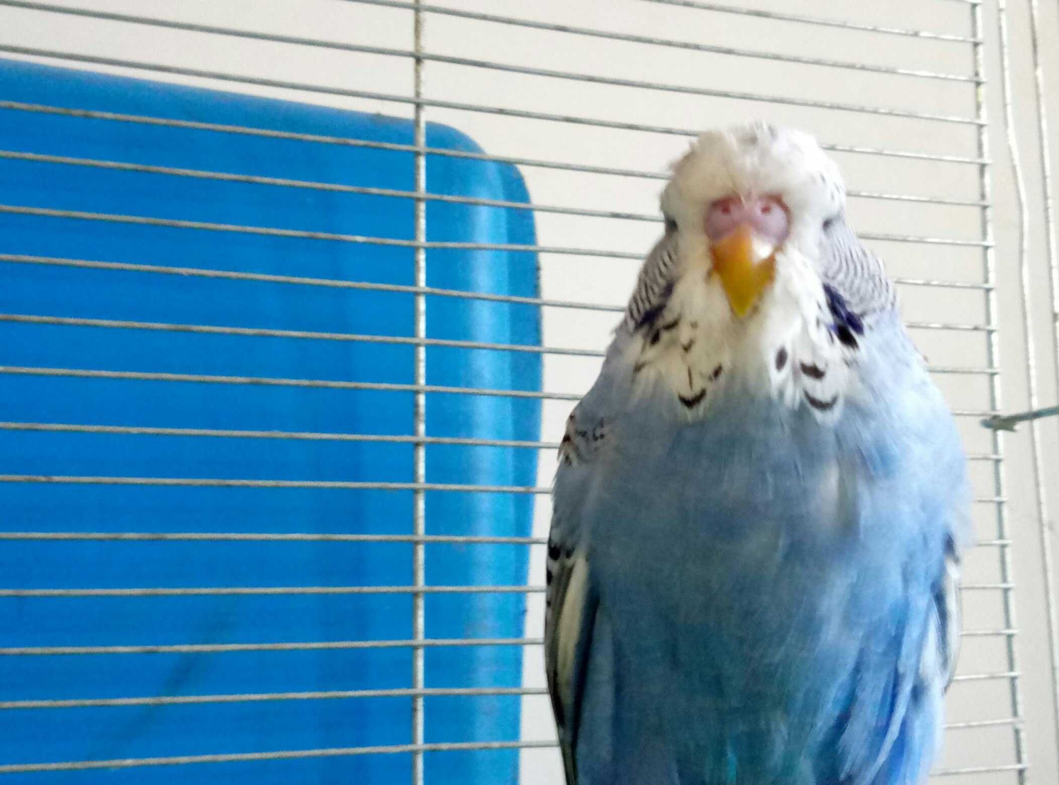 Красивые Выставочный волнистый попугай чех мальчик,говорит