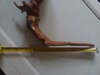 Korzeń Red Moor – 40 cm – idealny do akwarium