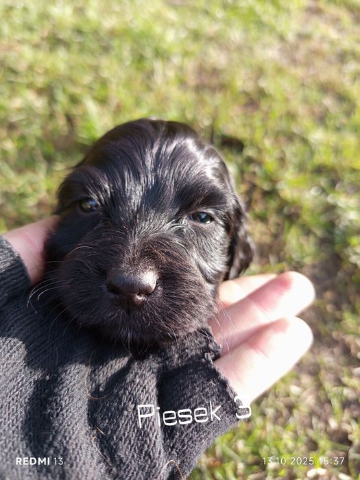 Oddam szczeniaki rasy Cocker spaniel