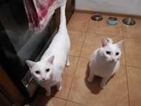 Oddam 2 białe koty z całym osprzętem w dobre ręce