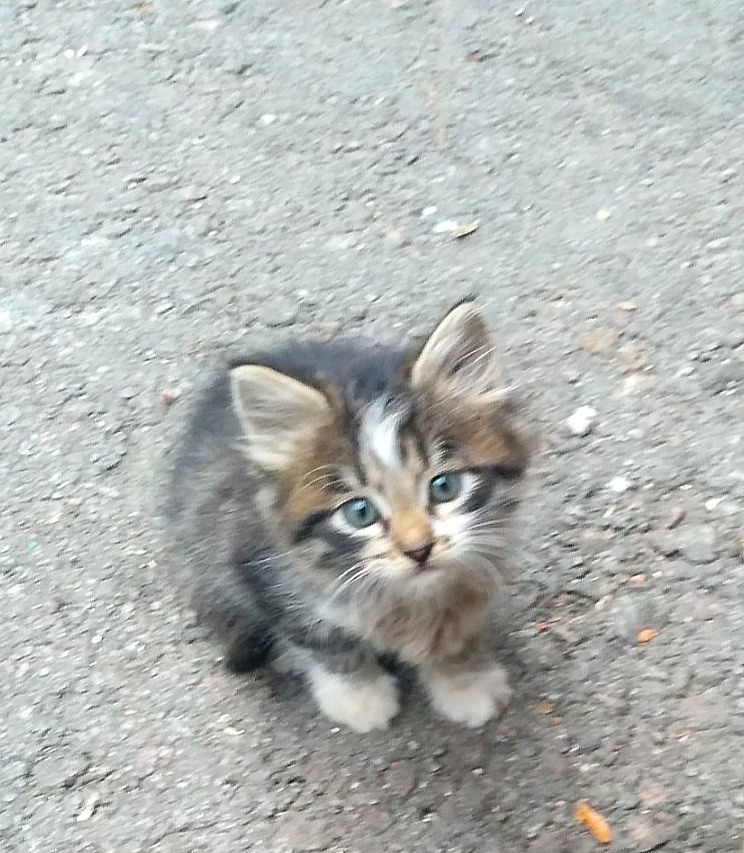 Отдам пушистого котёнка