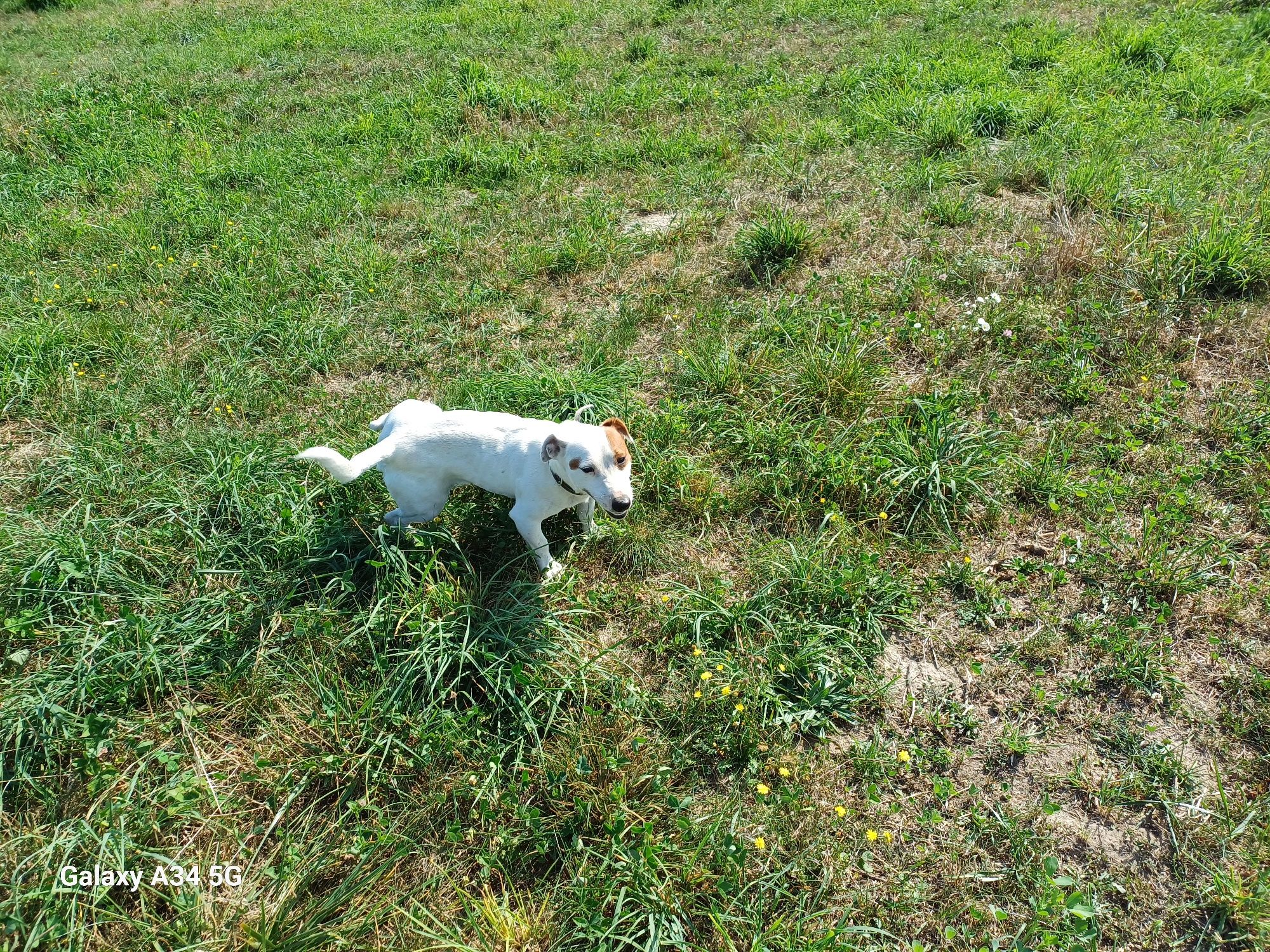 Pies  Jack Russell Terier