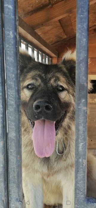 отдам Кавказскую Овчарку в  надежные руки