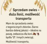 Sprzedam owies- duza ilosc