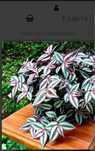 Planta de exterior _ Trandescantia Zebrinis
