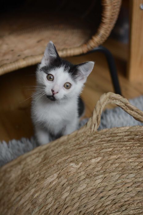 Pianka młoda koteczka szuka domu