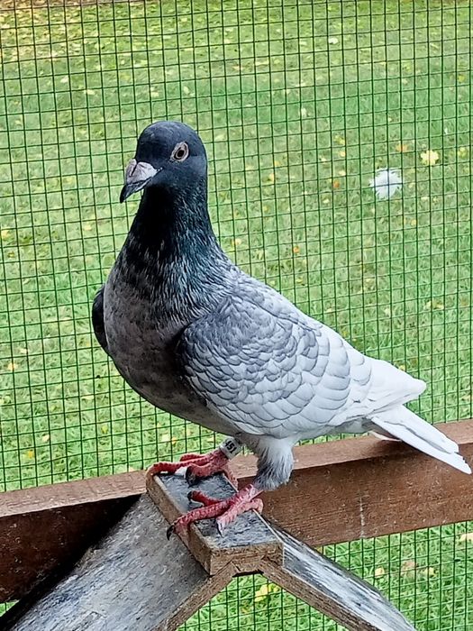 Gołębie pocztowe Andaluzy