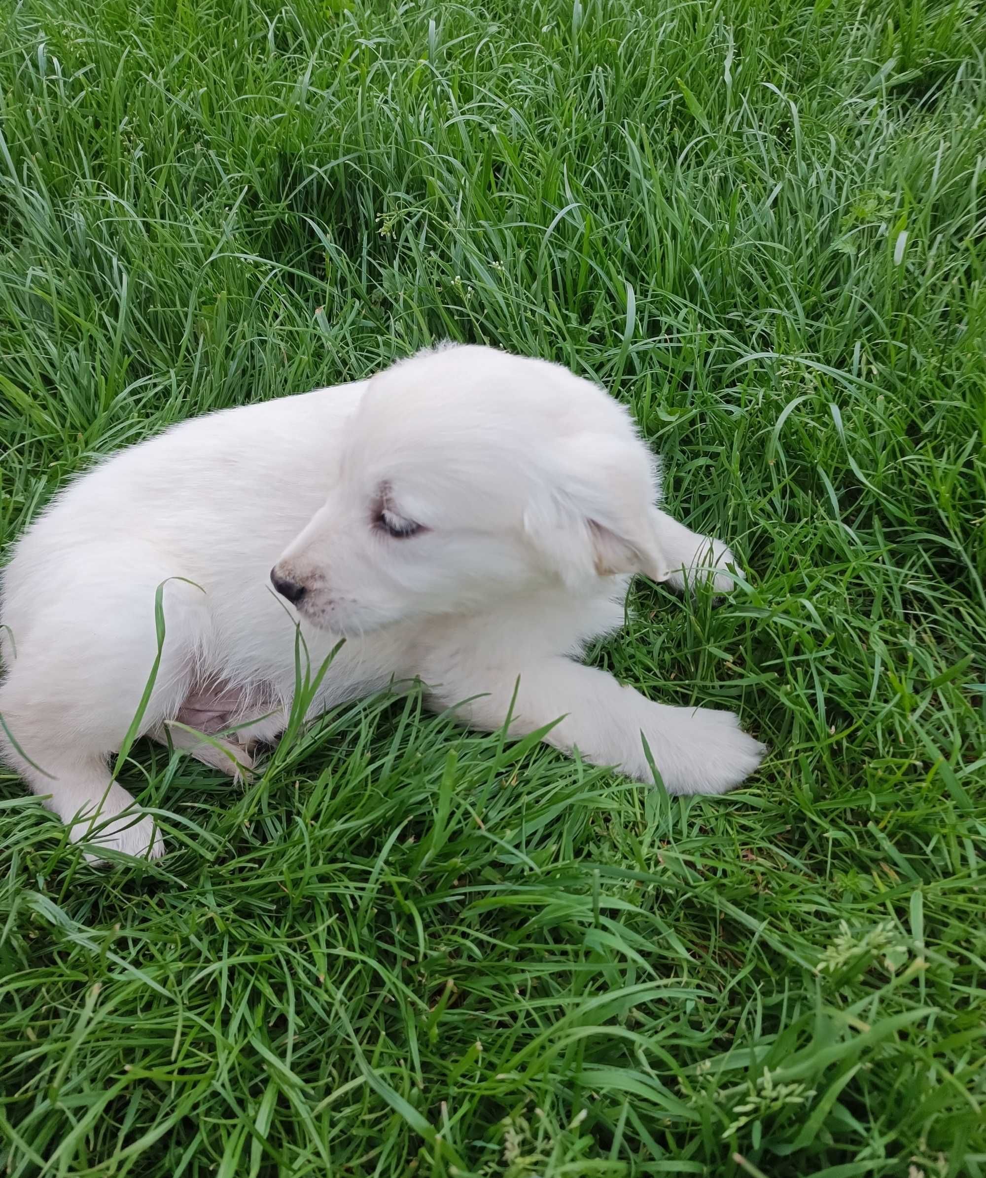 Golden retriever gotowe do odbioru
