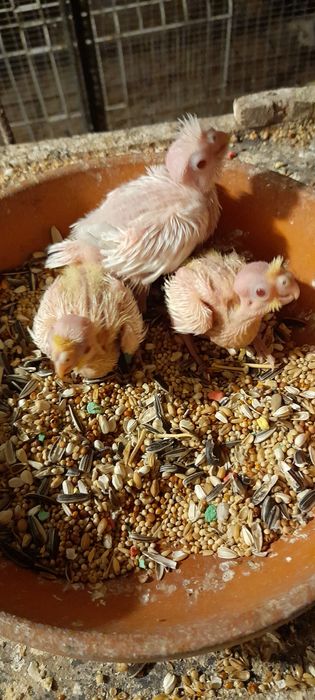 Caturras para criar à mão