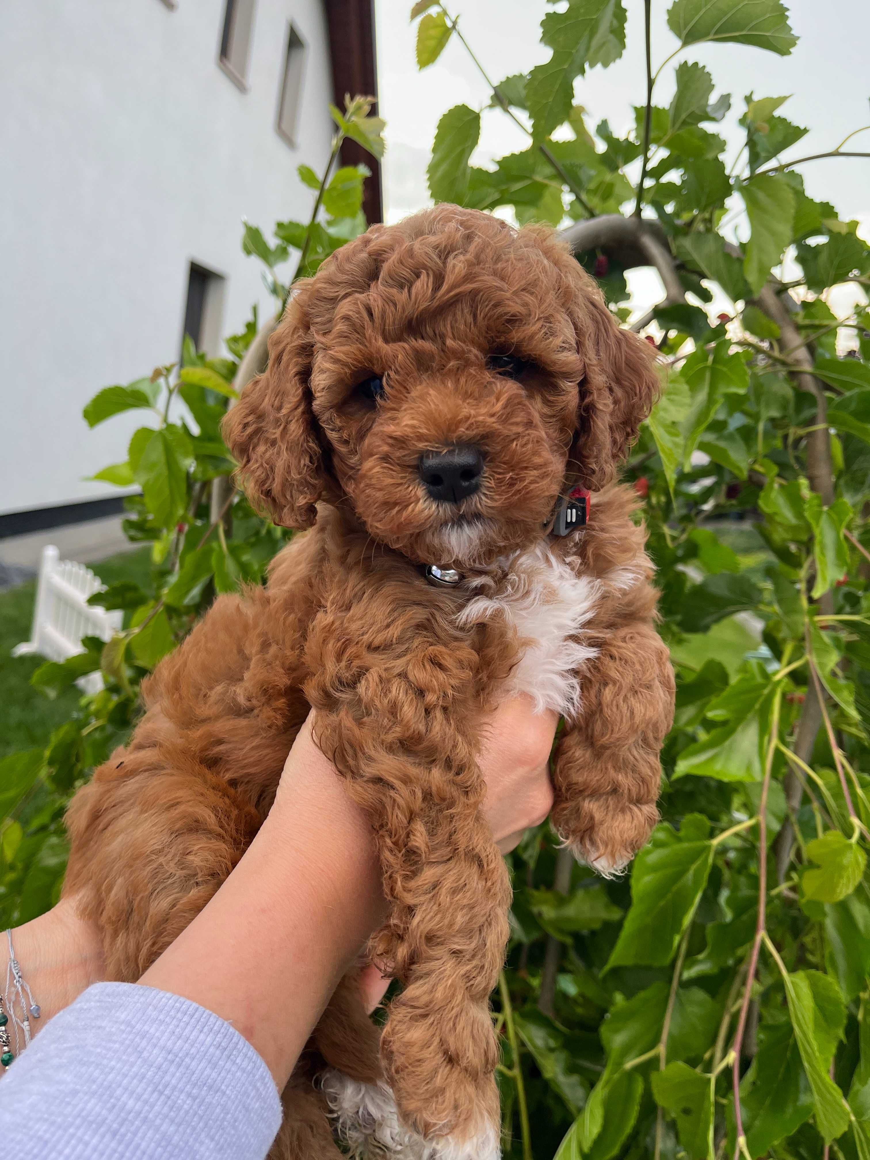 Cockapoo odbiór lipiec