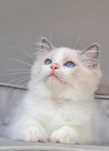 Kocurek Ragdoll Blue Bikolor - niebieski bikolor z rodowodem
