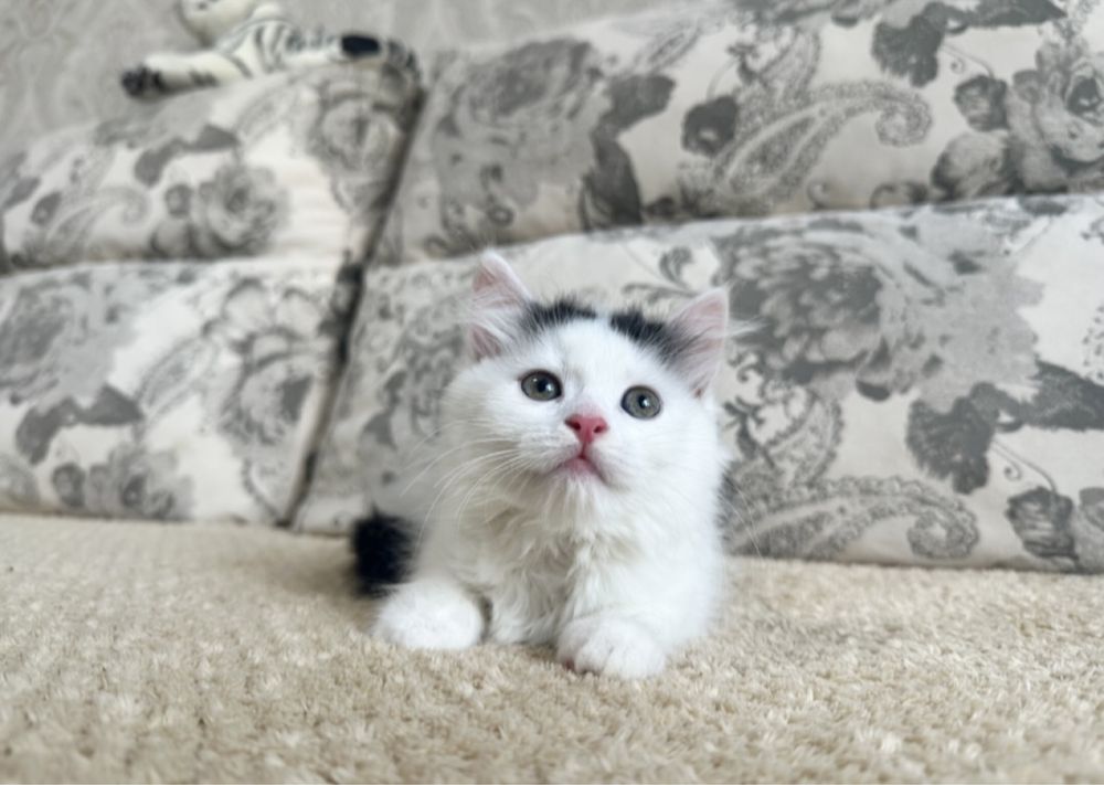 Есть выбор котяток
