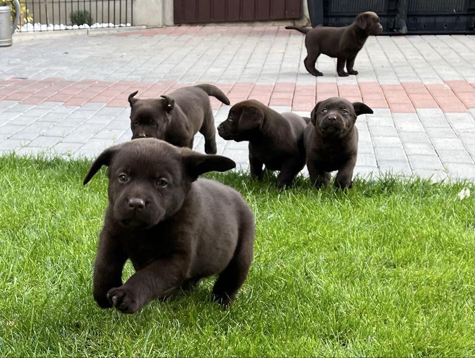 Labrador Retriever czekoladowa suczka