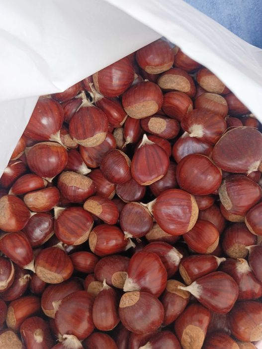 Vendo castanha média da zona de Sernancelhe