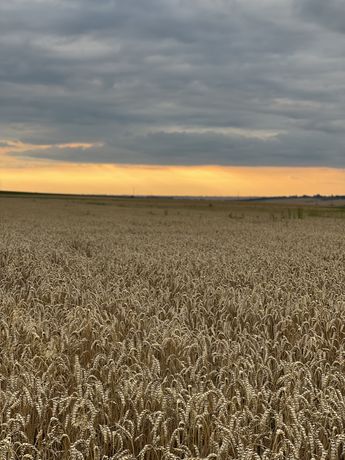 Пшениця врожаю 2022/ продам 5грн