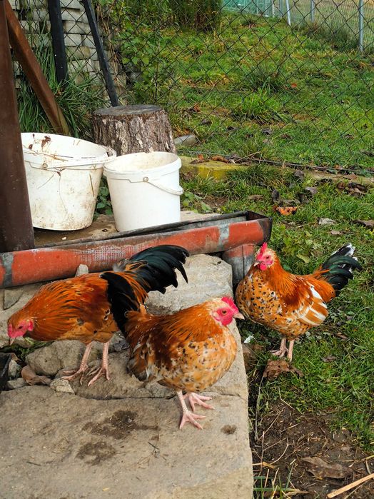 Liliput liliputy koguty