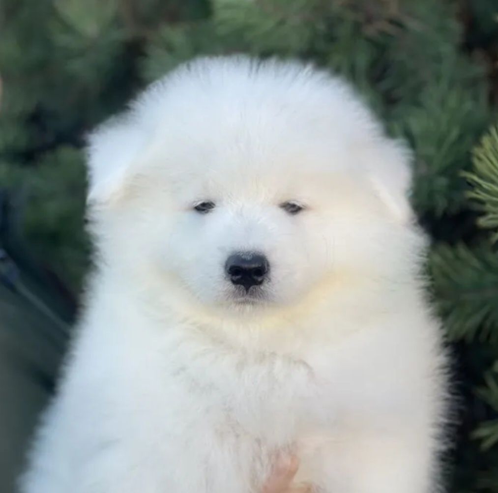 Samoyed samojed biały pies