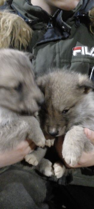 Западно сибірські лайки чекають на свого господаря