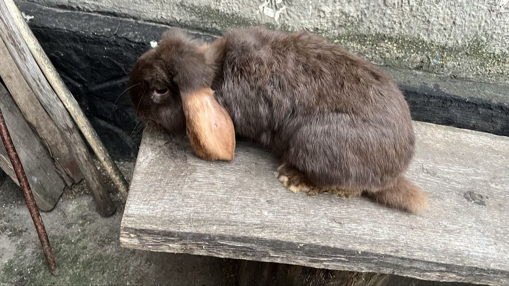 Кролики бранцуського барана самці та самки