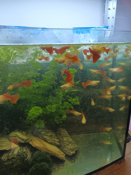 Piękne Full Red  Albino Dorsal