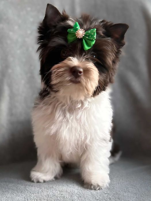 York-Yorkshire terrier Biro