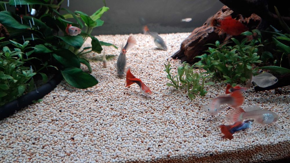 guppys machos e femeas para venda